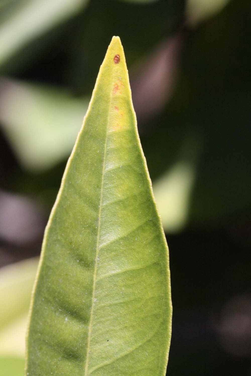              Margin (Riverside, CA)       